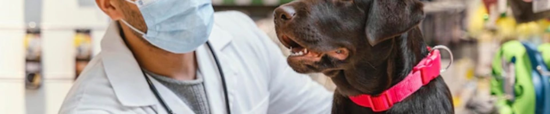 farmacia vet