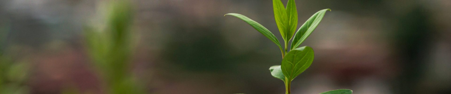 pema-gyamtsho-PANYR2-Asb4-unsplash