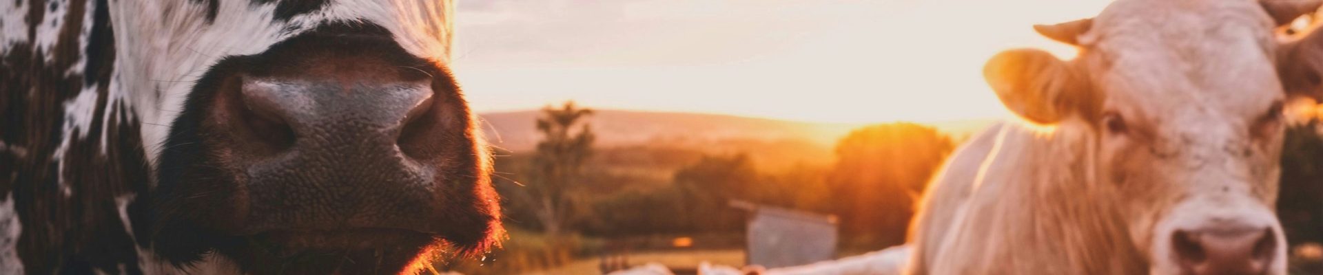 stijn-te-strake-UdhpcfImQ9Y-unsplash