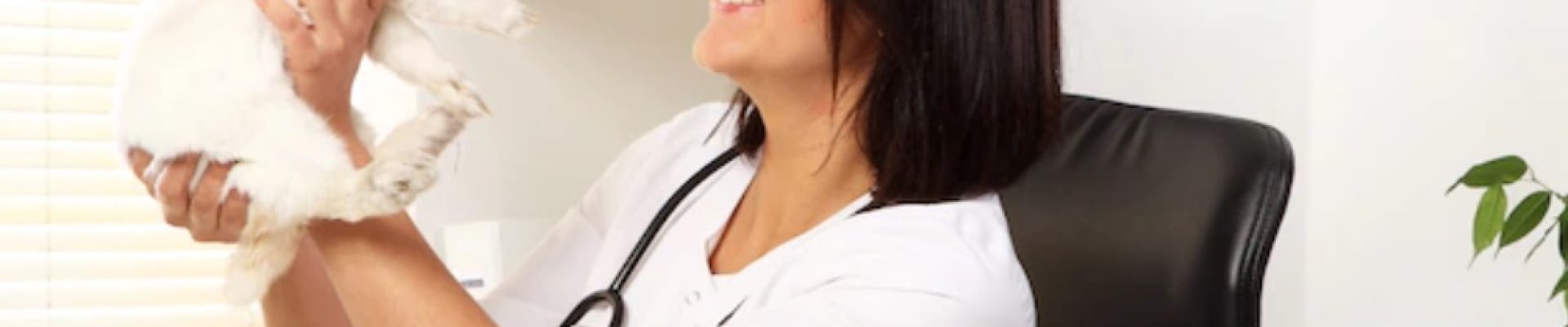 urologia vet